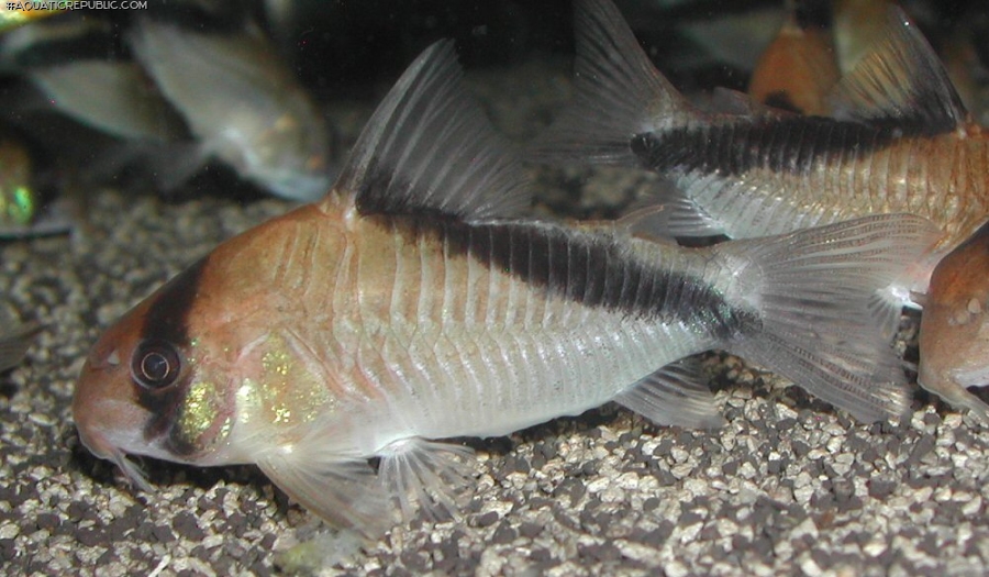 Hoplisoma sp. (Cw088)