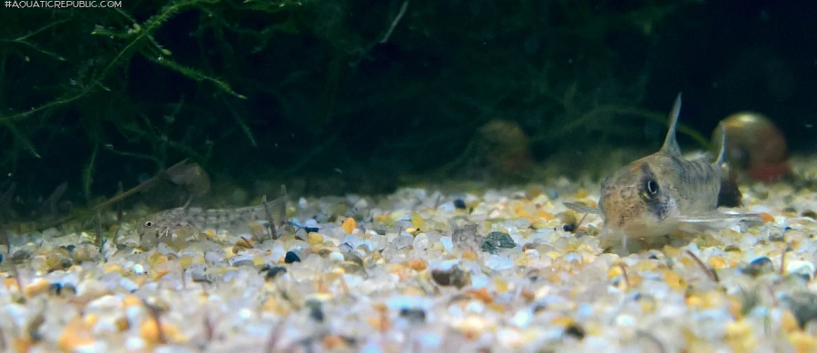 Hoplisoma sp. (Cw104)