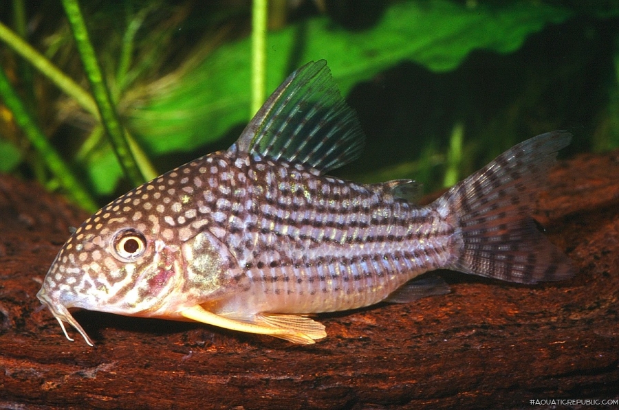 Hoplisoma sterbai