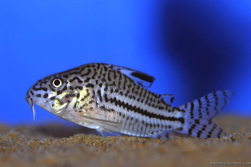 Hoplisoma trilineatum