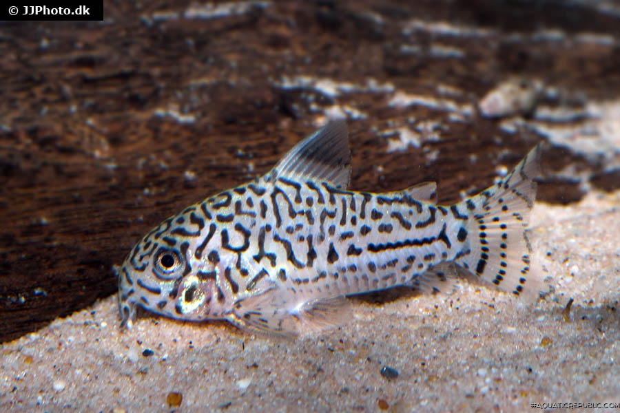 Hoplisoma trilineatum