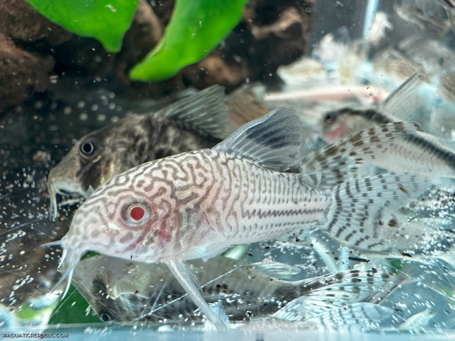 Hoplisoma trilineatum