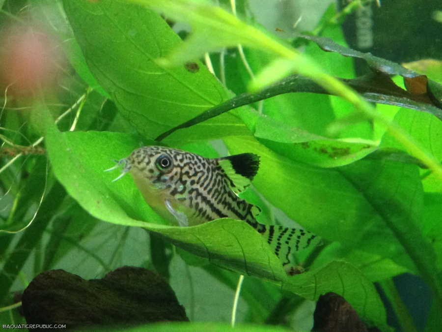 Hoplisoma trilineatum