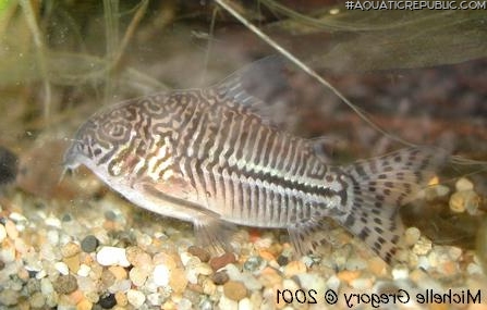 Hoplisoma trilineatum