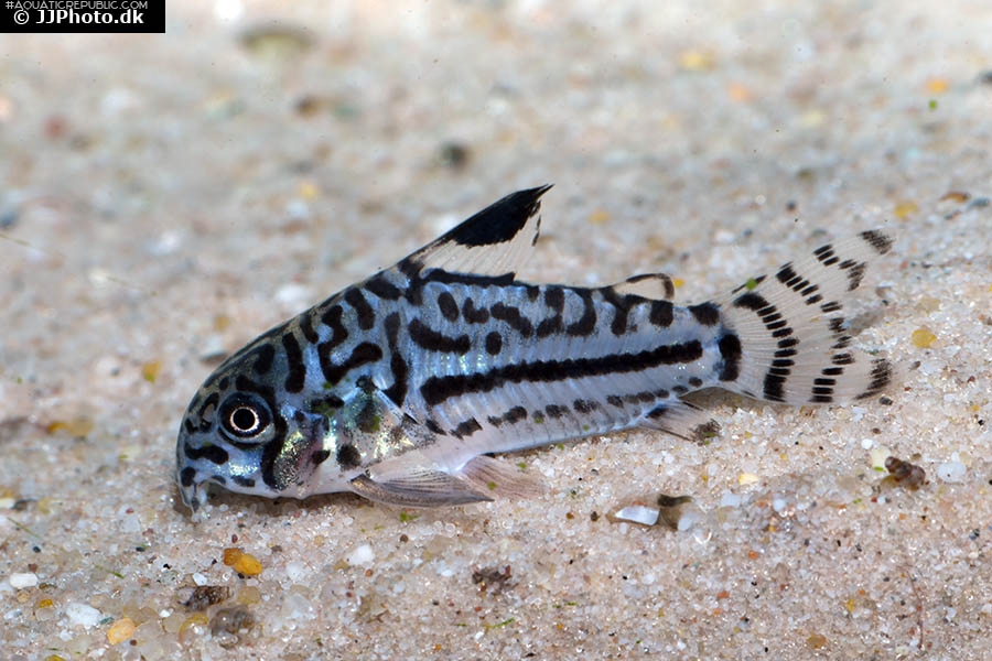 Hoplisoma trilineatum