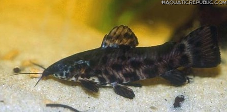 Megalechis thoracata