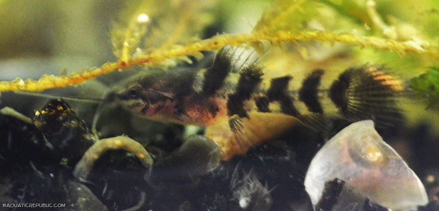 Megalechis thoracata Megalechis thoracata