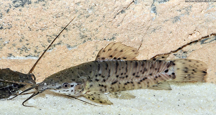 Megalechis thoracata Megalechis thoracata