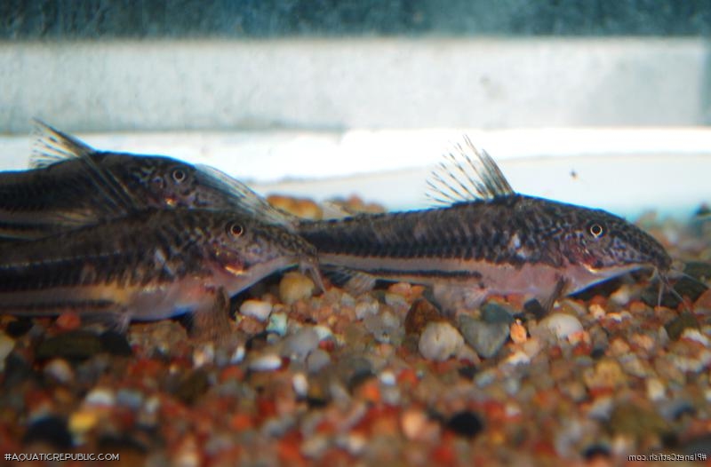 Scleromystax lacerdai