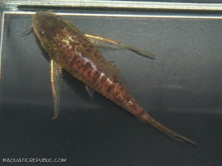 Scleromystax macropterus