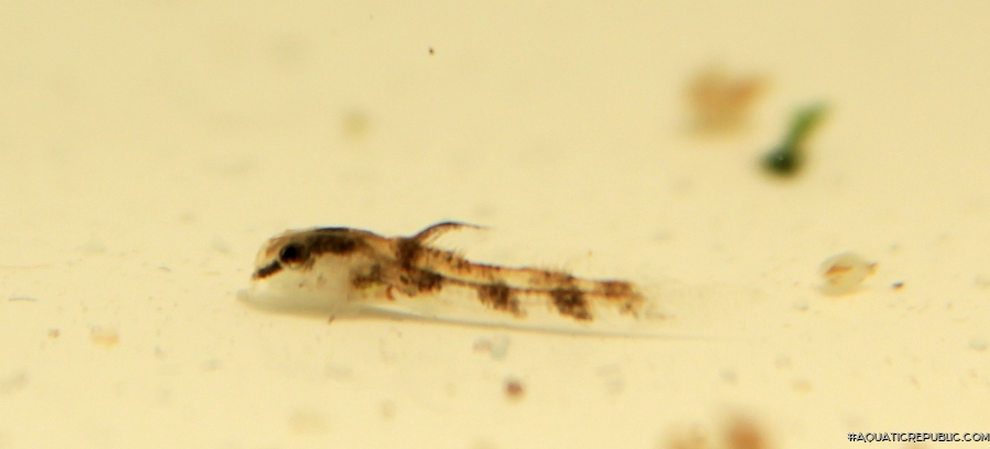 Scleromystax sp. (C113)