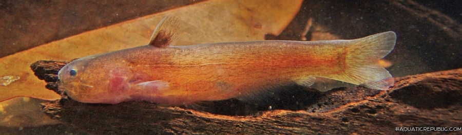 Denticetopsis seducta Denticetopsis seducta