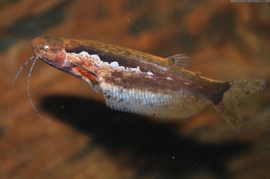 Helogenes marmoratus