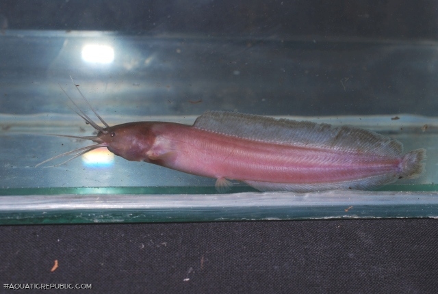 Clarias buthupogon