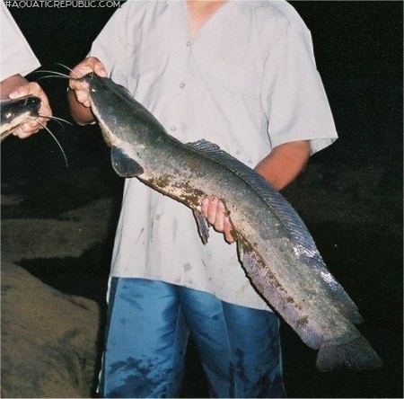 Clarias gariepinus