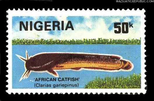 Clarias gariepinus