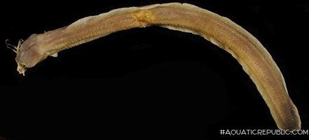 Dolichallabes microphthalmus