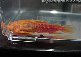 Acanthodoras sp. (1)