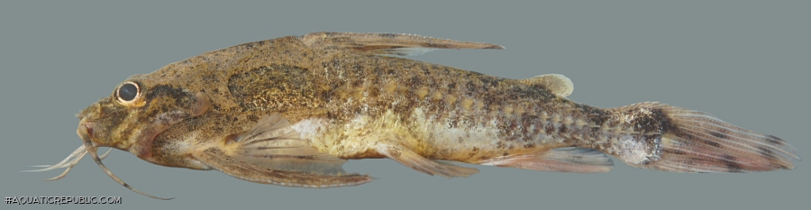 Astrodoras asterifrons