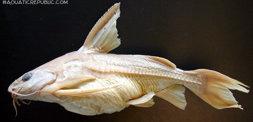 Centrochir crocodili