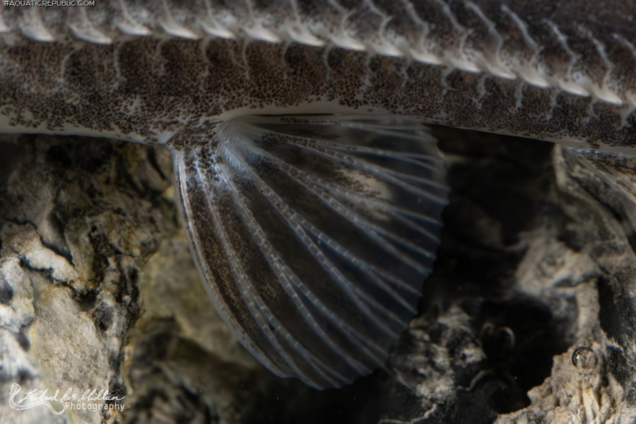 Hemidoras boulengeri