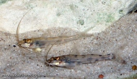 Imparfinis pseudonemacheir