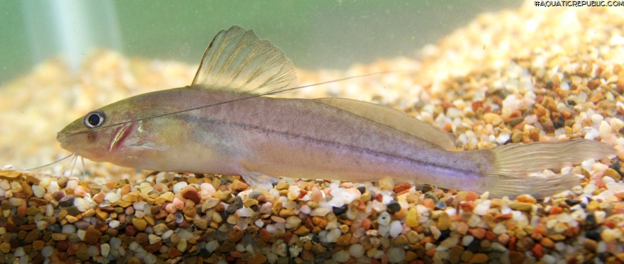 Pimelodella lateristriga