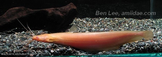 Heteropneustes fossilis