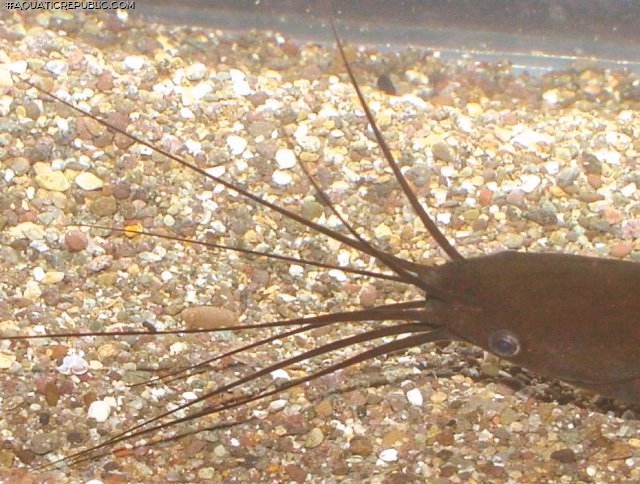 Heteropneustes fossilis