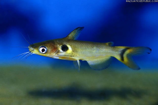 Horabagrus brachysoma