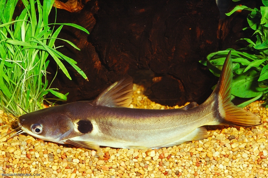 Horabagrus brachysoma