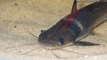 Horabagrus nigricollaris