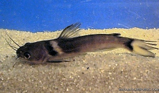 Horabagrus nigricollaris