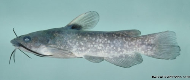 Ameiurus serracanthus