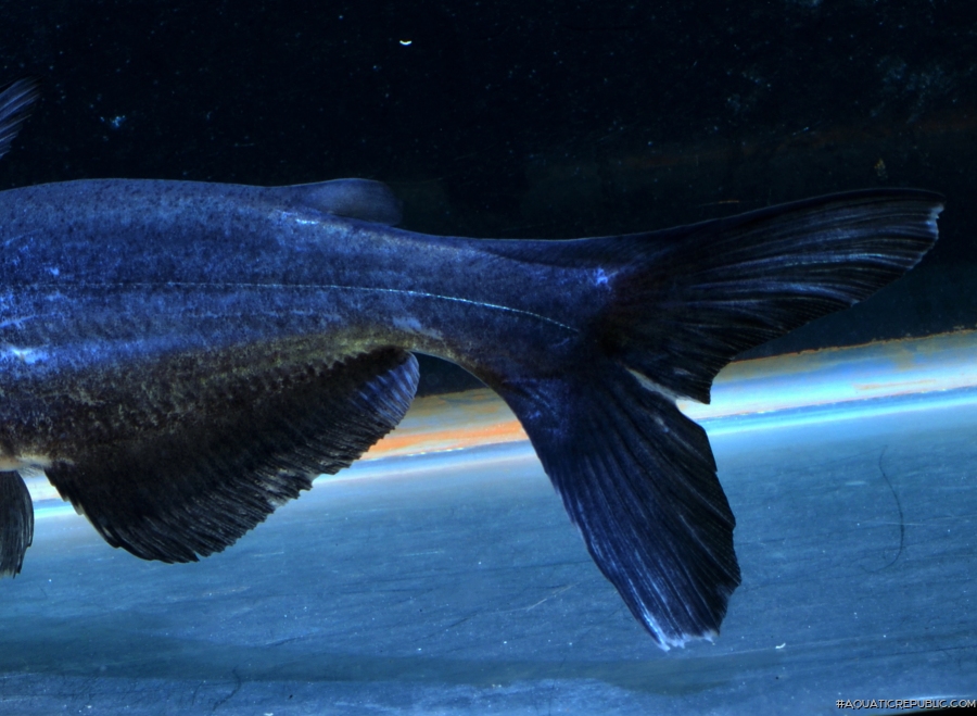 Ictalurus furcatus Ictalurus furcatus