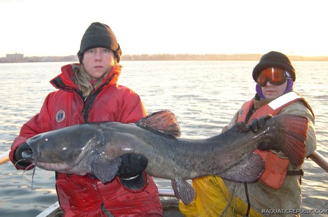 Pylodictis olivaris Pylodictis olivaris