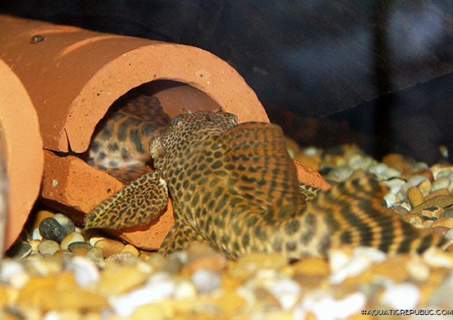 Ancistomus sp. (L147)