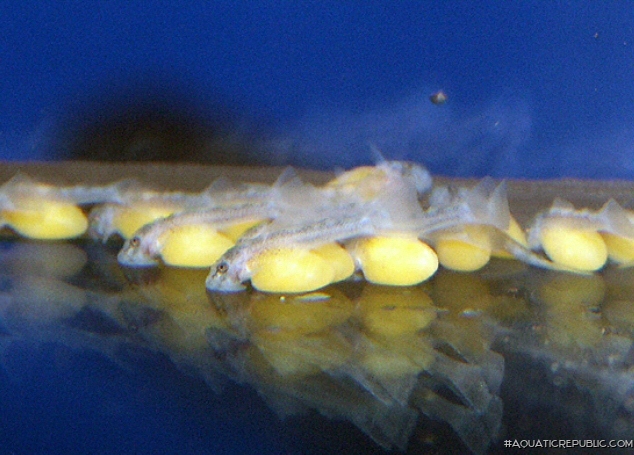 Ancistomus sp. (L147)