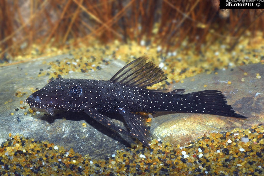 Ancistrus hoplogenys