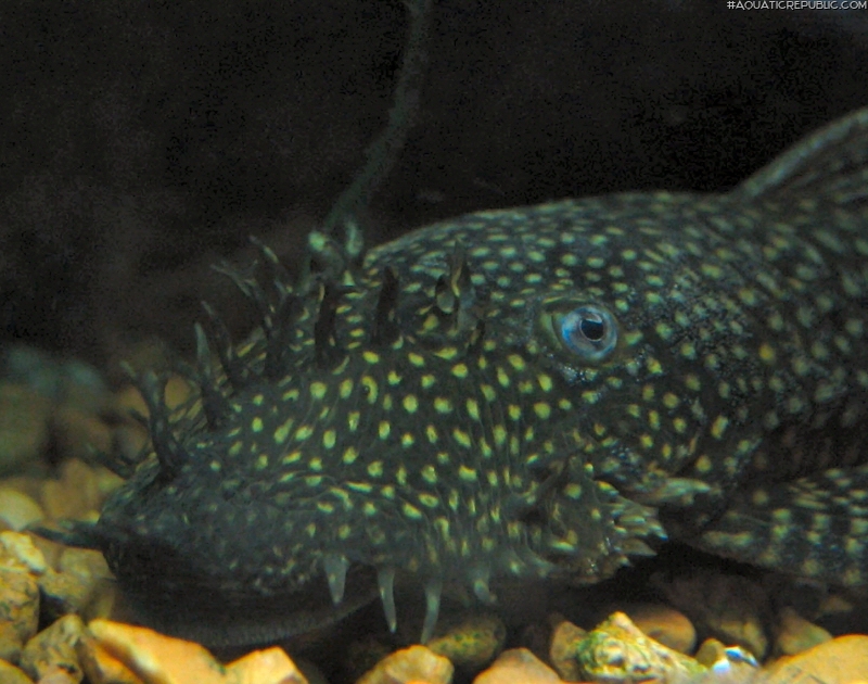 Ancistrus sp. (3)
