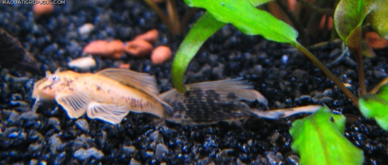 Ancistrus sp. (3)