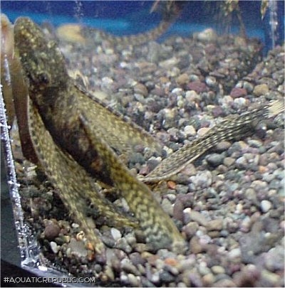 Ancistrus sp. (3)