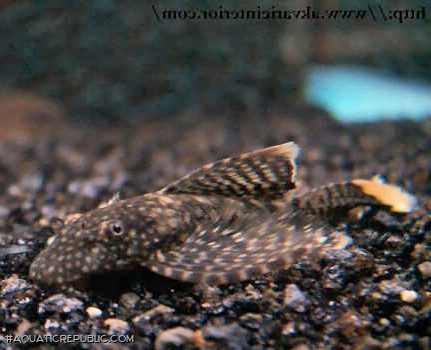 Ancistrus sp. (3)