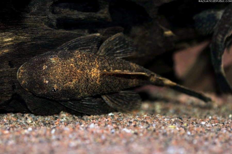 Ancistrus sp. (3)