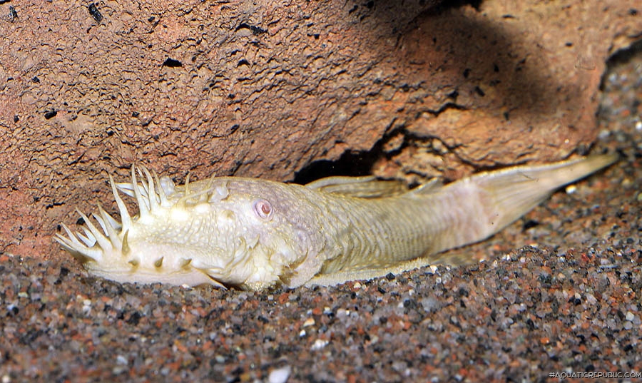 Ancistrus sp. (3)