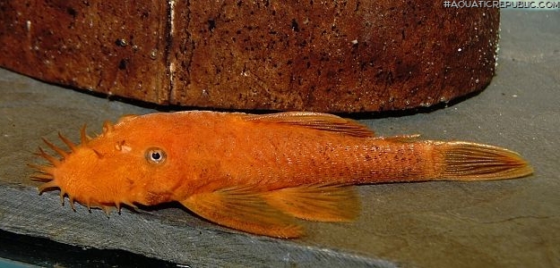 Ancistrus sp. (3)