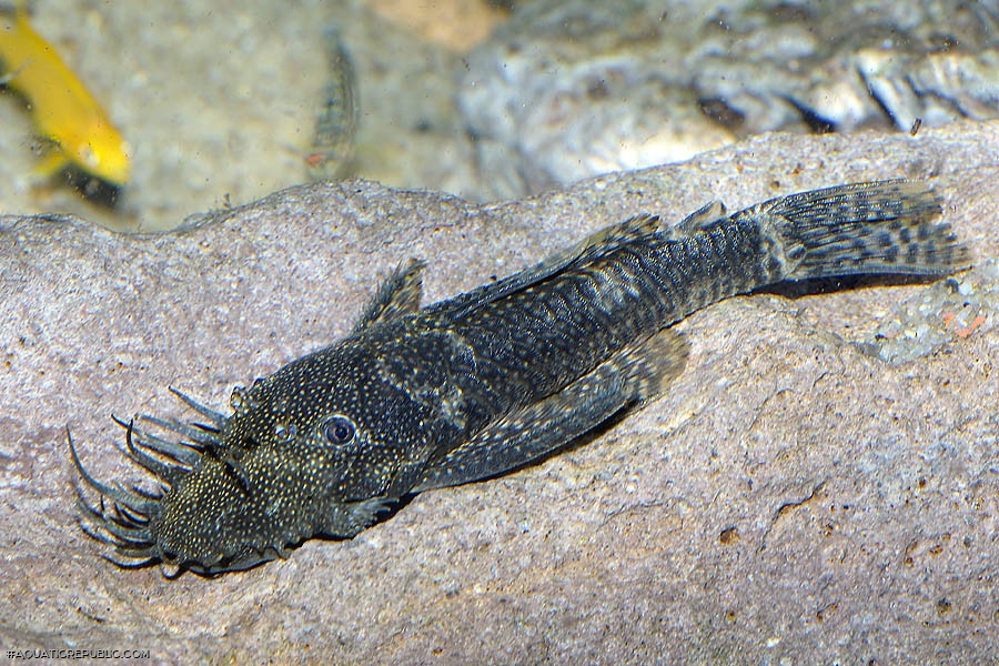 Ancistrus sp. (3)