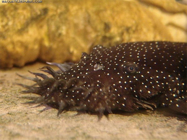 Ancistrus sp. (L255)