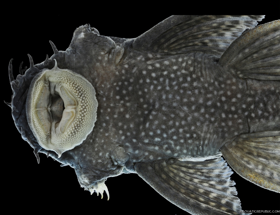 Ancistrus trinitatis