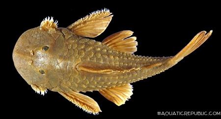 Andeancistrus platycephalus